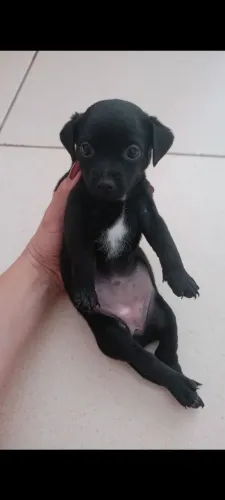 Pinscher n° 01