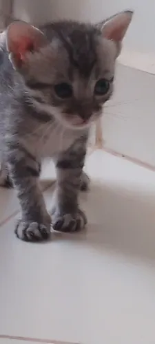 Doação de gatinhos ?