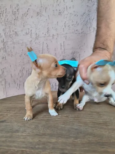 Pinscher mini