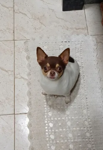 Troco chiuaua adulta 