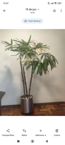 Vaso cromado com rodinhas e palmeira-ráfia (Rhapis excelsa) Natural