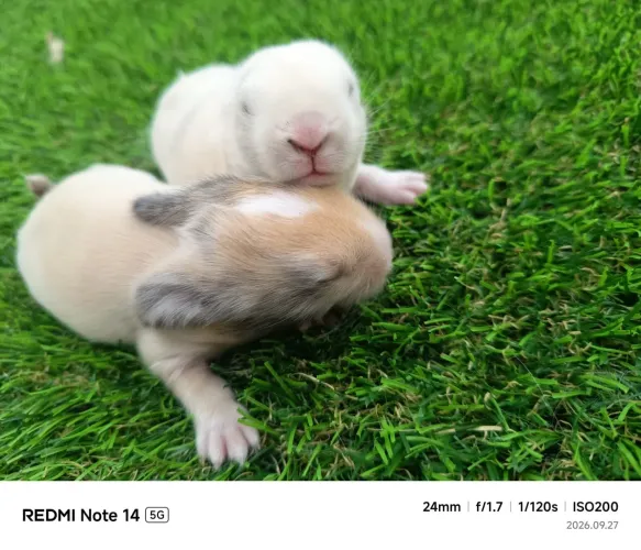 Mini lope 