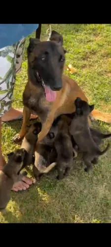 Pastor Belga Malinois