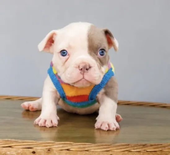American bully macho micro 