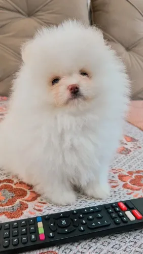 Lulu da Pomerânia 