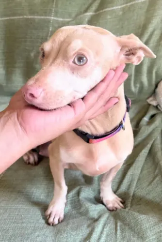 Pinscher Fêmea Adulta Cor :Isabela, olhos claros (Próxima ao cio)