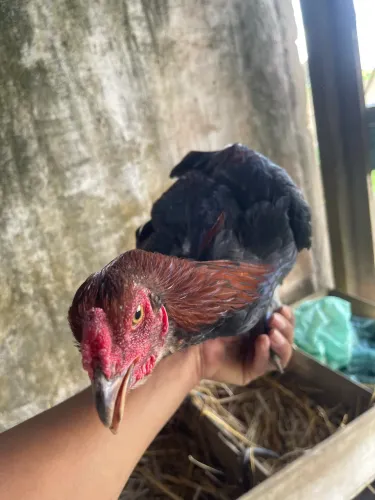 Frangos no ponto de panela ou criação 