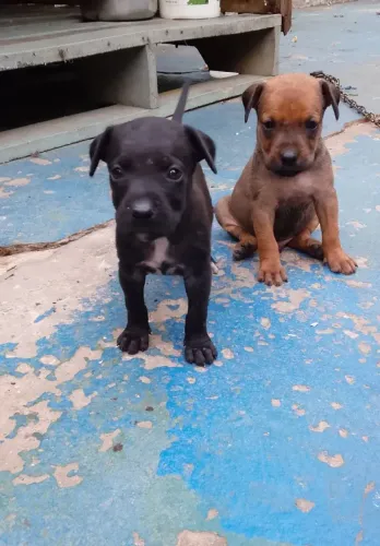 Filhotes de Pitbull com labrador misto