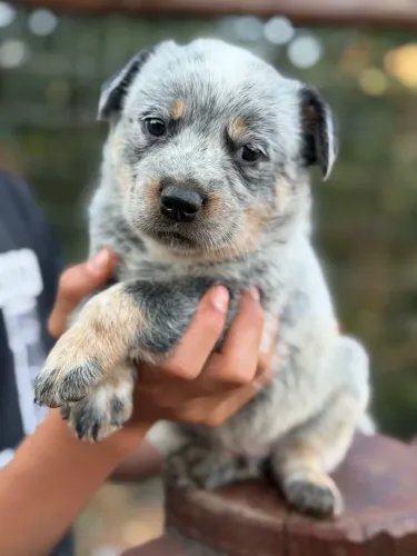 Blue Heeler