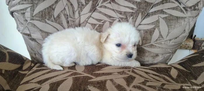 Poodle fêmea mini