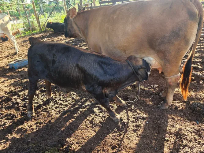 Vendo vacas leiteiras davraça gersey
