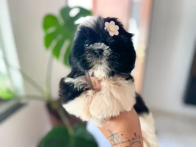 Belíssima fêmea de shih tzu com Pedigree