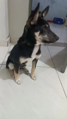Doa-se Cachorro 