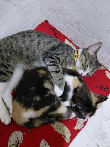 Doasse gatinhas com urgencia 