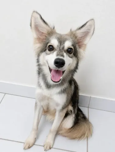 Doação - Cachorrinha Husky + Poodle