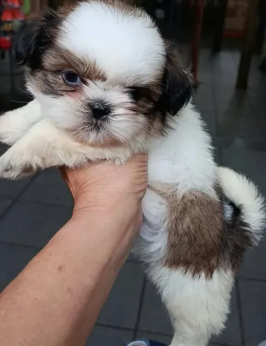 Shitzu