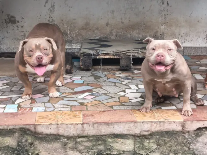 American Bully