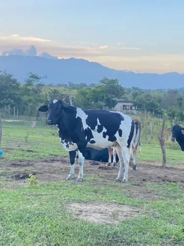 Vaca