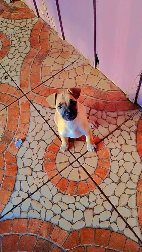 Doa se cachorras