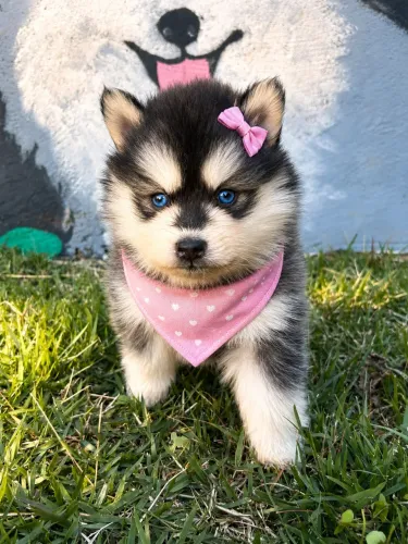 Pomsky mini
