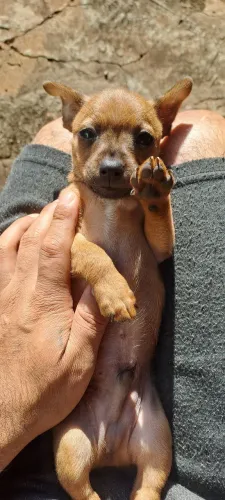 Pinscher