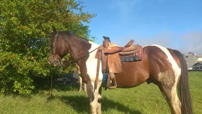 garanhao paint horse