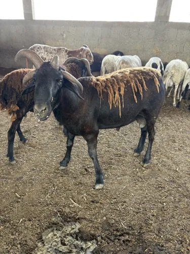 Vende-se Carneiro de 4 chifres