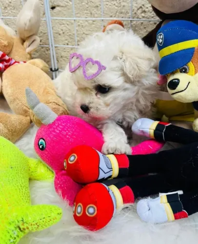 Lindíssima ninhada de filhotes de poodle