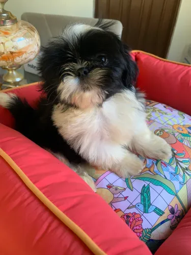 Shihtzu 