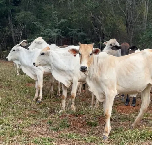 Vendo gado 