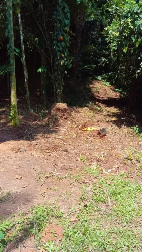Lote/Terreno para venda tem 500 metros quadrados em Sertão do Camburi - São Sebastião - SP