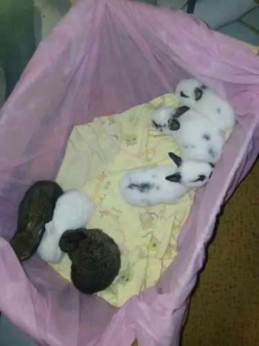 Coelhinhos