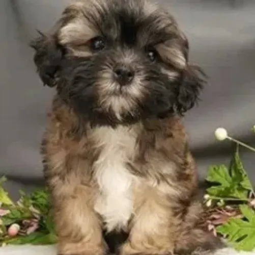Yorkshire com poodle 299 com caminha de brinde