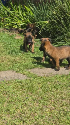 Vende-se filhotes de Pastor Malinois