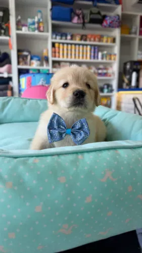 Golden Retriever