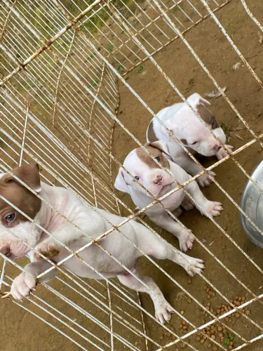 Filhotes pit bull