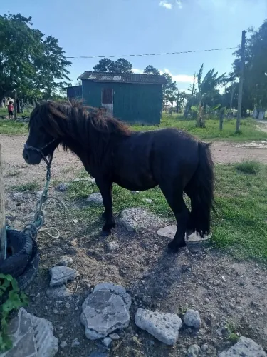 Pônei bem baixo whats *