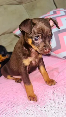 Pinscher macho
