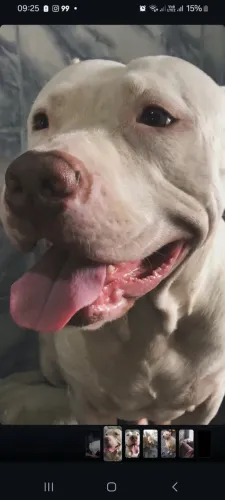 Doação de cachorro pitbull