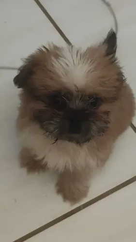 Shitzu 