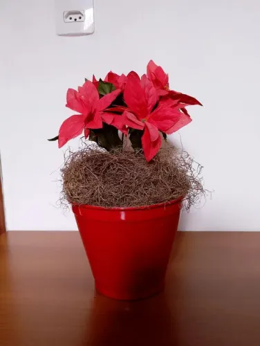 Planta Artificial Poinsétia em Vaso Vermelho