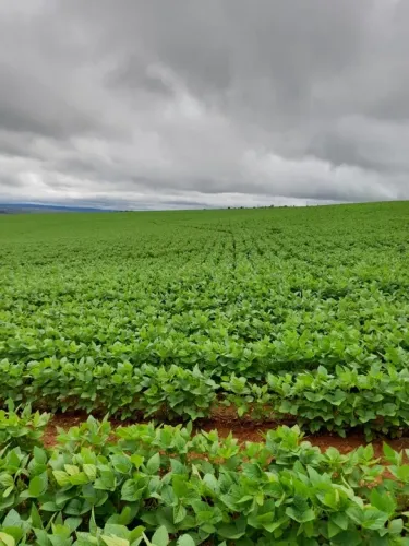 Fazenda de 135 alqueires em Alto Paraiso-GO