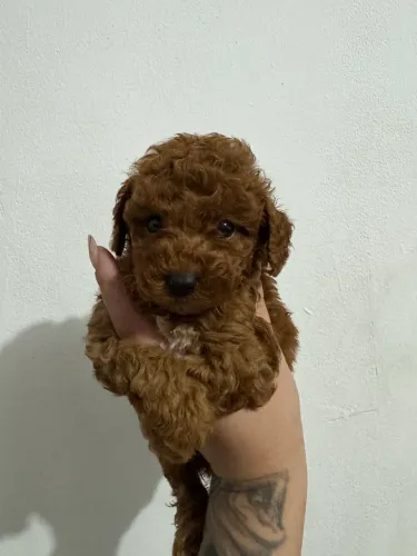 Poodle Toy Filhote - Muito Dócil Red Macho