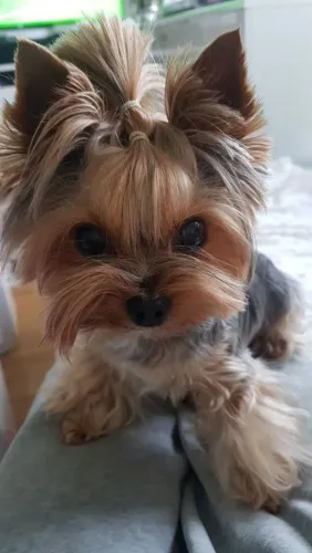 Yorkshire Terrier Fêmea - Linda e Carinhosa adora admirar a lua ?