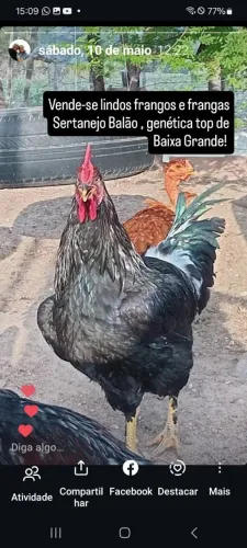 Frangos Sertanejo Balão - Genética Top