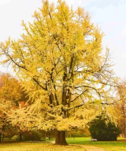 Mudas de Ginkgo Biloba