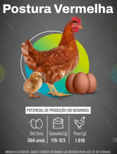 Pintinhos poedeiras Novogen Brown 