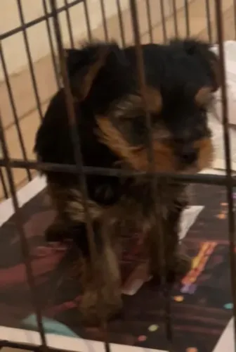Yorkshire Terrier miniatura