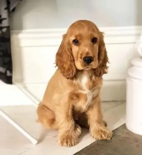 Cocker disponível
