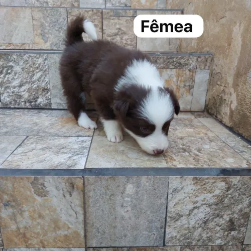 Border Collie para lares ativos - foco, obediência e muito afeto<br>